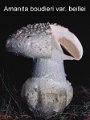 Amanita boudieri var.beillei-amf197
